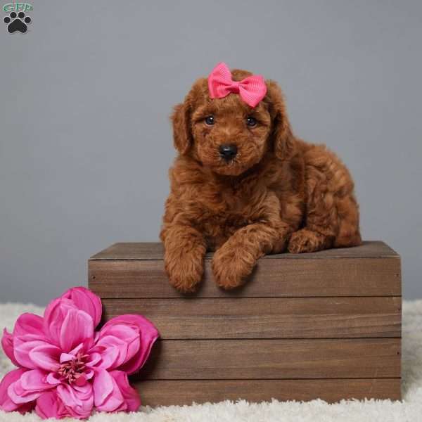 Callie, Miniature Poodle Puppy